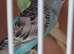 Young Budgies