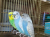 Budgies