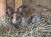 Stunning Mini Rex buck