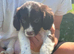 Springer spaniel puppies