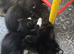 Cute kittens for sale (NEED GONE ASAP)