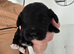 Puppies for sale