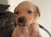 KC registered fox red Labradors