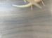 Gorgeous young axolotls for sale Lucy’s, albinos, goldens abd wilds