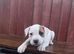 Johnson’s American Bulldog Puppies