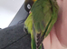 Hand reared little lovebird ready to go