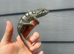 Blue Bar Panther Chameleon Female at Birmingham Reptiles