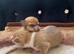 Chihuahua puppies