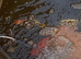 Koi carp