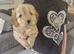 Cavapoo puppies