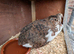 Coturnix quail chicks