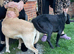 Labrador retriever puppies only 2 boys left
