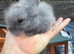 Baby Rabbits
