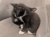 four beautiful kittens