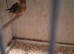 Goldfinch mule