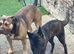 Rottweiler cross Shepherd