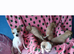 4 Chihuahua puppies