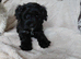 F1b Jackapoo Girl