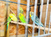 Young Budgies