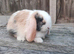Minilop bunnies and Adult Female