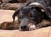 Lurcher