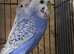 Nice budgies