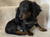 Long haired mini dachshund puppy