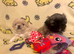 Beautiful Pekingese puppy's
