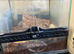 Asian Forest Scorpion and Setup - &pound;25