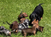Miniature dachshund puppies