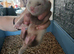 Baby ferrets