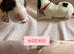 6 Springer spaniel pups