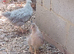 Cream Legbar Chickens Pair Cock and Hen Blue Eggs