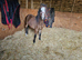 2 cobs one Welsh pony