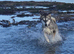 Beautiful husky female