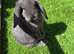 Adorable baby rabbits for sale!