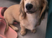 Miniature cream longhaired dachshund puppy