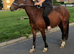 Welsh section c gelding 4 year old