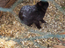 2 black female rabbits