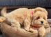 Mini Maltipoo pupps Ready for Rehoming