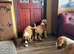READY Now! Beautiful baby Saint Bernards