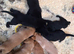 Labrador puppies