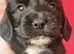 Kc cocker spaniel puppy