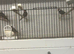 Java sparrows, quail,