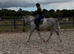 Briana 10 year old 16.1 mare by chillout