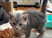 2 Gorgeous Grey Kittens