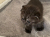 Scottish fold kitten