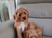 Cavapoo puppies for sale
