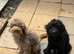Toy Labradoodles