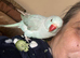 Handreared Baby Ringneck